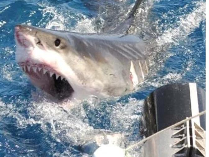 Shark Attack Leaves Diver Critically Injured Off Western Australia Coast