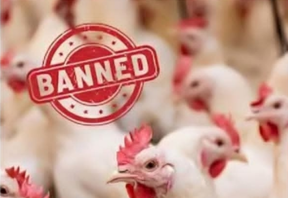 Saudi Arabia Bans Poultry, Eggs from Nigeria, UK, South Africa, 37 Others Over Bird Flu Fears